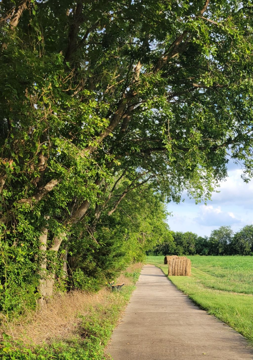 The Joy and Health Benefits of Walking After Age&nbsp;50