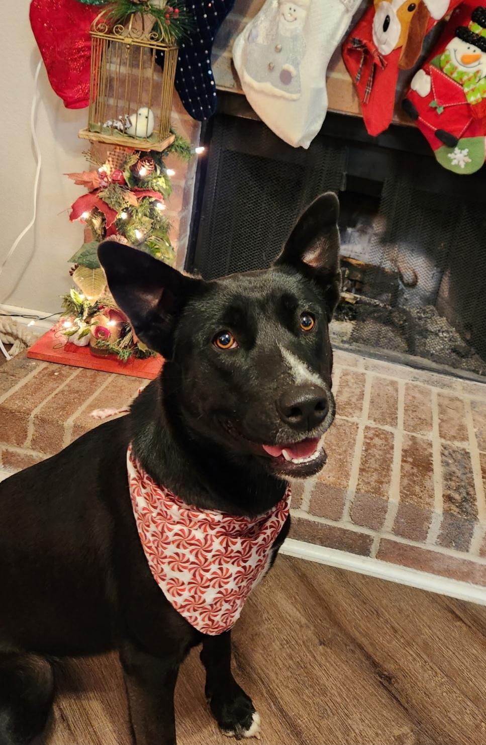 The Healing Power of Paws: Why Pets Are Pure Magic for Women 50+
