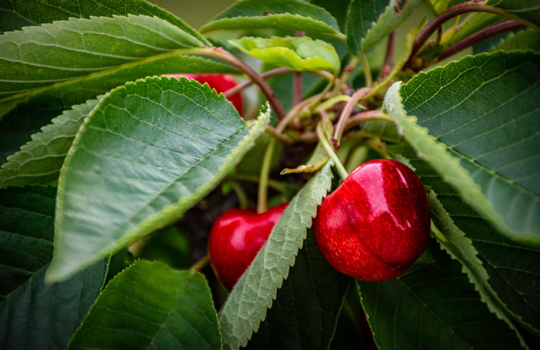 Tart Cherry Juice Benefits for Sleep, Inflammation & Recovery After Menopause